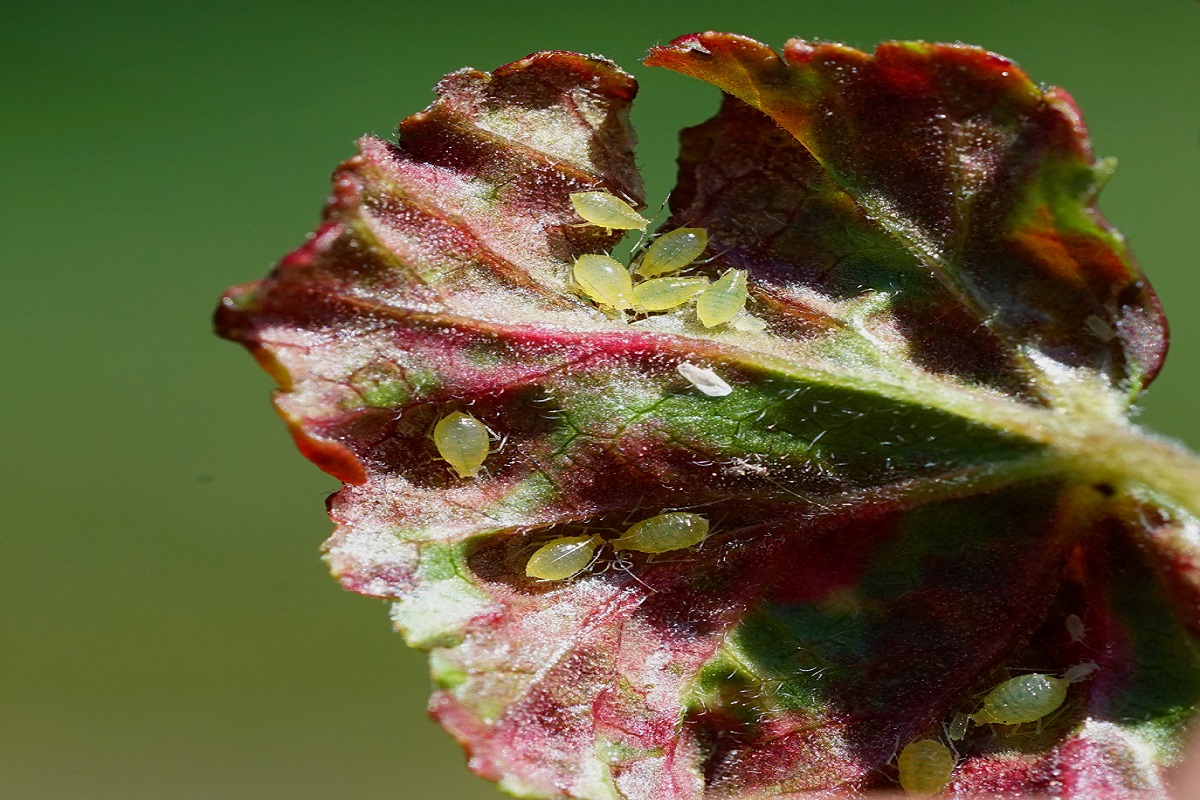 Choroby a škodcovia muškátov a petúnií